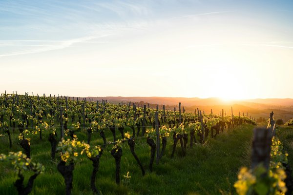 Comment organiser une visite des vignobles de la vallée de Napa, USA?